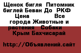 Щенок бигля. Питомник биглей Беван-До (РКФ) › Цена ­ 20 000 - Все города Животные и растения » Собаки   . Крым,Бахчисарай